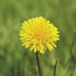Scientists use dandelion root extract to inhibit tumour growth