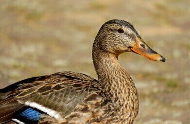 Chromatography Studies Prove that Duck Meat Isn’t So Unhealthy, After All
