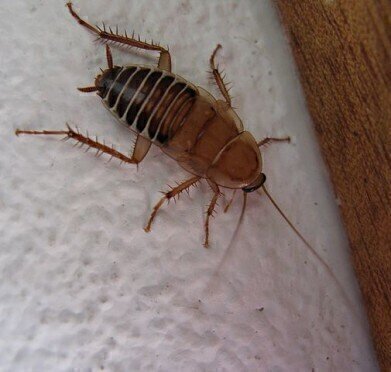 New Cockroach Deterrents Possible Thanks to Chromatography and Faeces
