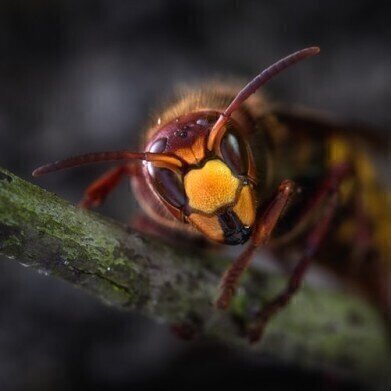 Can We Use Wasp Venom as an Antibiotic Treatment?