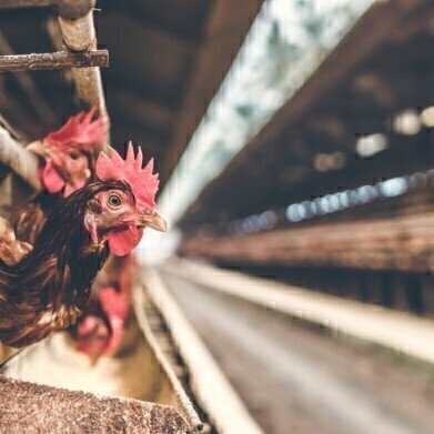 Making Chicken Safe to Eat? - Chromatography Investigates