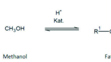 Healthy Fat in Chips and Sausages? A new Method for Extraction, Digestion and Analysis of Fat in Food Samples