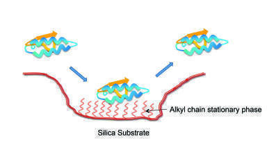The use of High Performance Liquid Chromatography (HPLC) columns in Biomolecule analysis