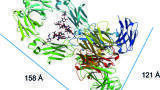 Improved MAb Separations with 1000 Å Superficially Porous Particles