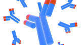 Purification of Monoclonal Antibodies with BioPro SmartSep