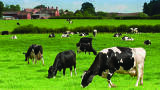 Monitoring Methane Emissions from Agriculture and Dairy Farming