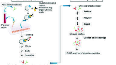Accelerated Development of Quantitative Assays for Antibody Drug Conjugates
