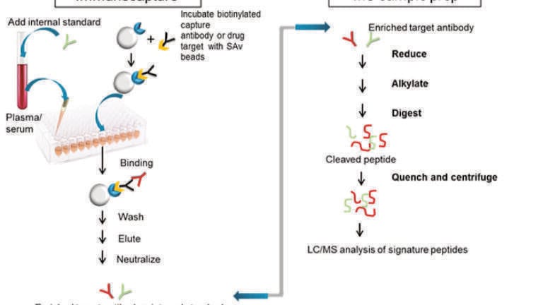 Accelerated Development of Quantitative Assays for Antibody Drug Conjugates