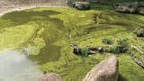 How dangerous is blue green algae?