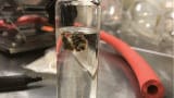 Gas Chromatography: A Powerful Tool for Cannabinoid Analysis 