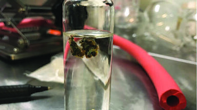 Gas Chromatography: A Powerful Tool for Cannabinoid Analysis 