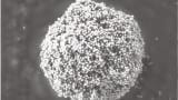 Improved Biomacromolecule Separations Using Superficially Porous Particles with a 1000 Å Pore Diameter