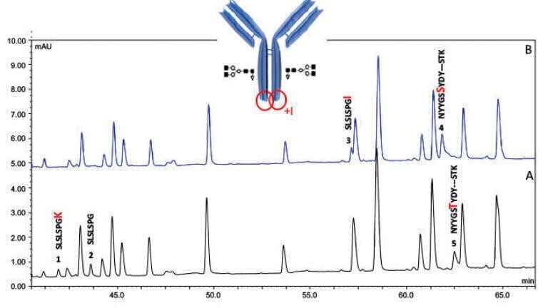 A Deep Characterisation of Monoclonal Antibodies with Micro-pillar Array Columns