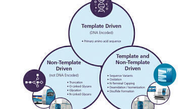 Characterisation of Template Driven and Non-Template Driven Features of Biotherapeutics