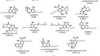 Gradient HPLC-UV Method for Cannabinoid Profiling