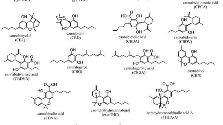 Gradient HPLC-UV Method for Cannabinoid Profiling