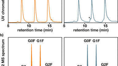 On-column digestion of mAbs for automated middle-level analysis by LC-MS