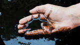 Sulphur analysis in aromatic and Naphtha hydrocarbon stream of petroleum products and crude oil