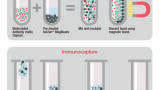 Uniform and Reliable Magnetic Beads for Protein Immunocapture Workflows