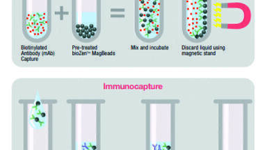Uniform and Reliable Magnetic Beads for Protein Immunocapture Workflows
