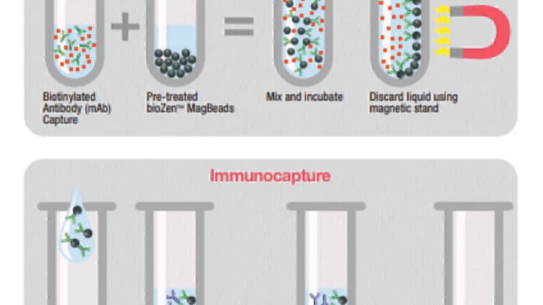 Uniform and Reliable Magnetic Beads for Protein Immunocapture Workflows