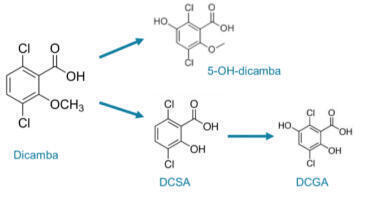 The Detection and Quantification of Dicamba and Acid Herbicides in Agricultural Samples