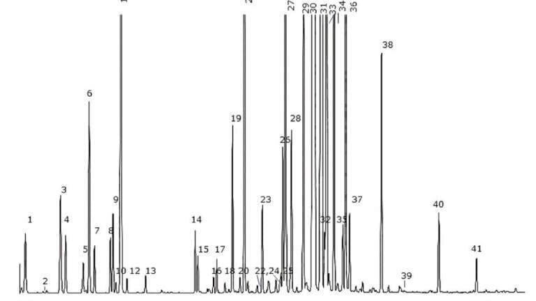 Unique Separation of Mint Essential Oils by Gas Chromatography Mass Spectrometry Using Two Different Capillary Phases: Bonded Polyethylene Glycol and a Novel Ionic Liquid Phase