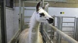 Could Llama Antibodies Provide a Global Resource for Covid-19 treatment?