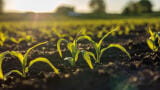 The Rise of Artificial Photosynthesis as a resourceful source of alternative energy