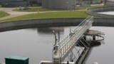 The Management of Ammonia Levels in an Aquaculture Environment