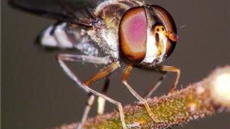 Malaysian researcher applies analytical chemistry to fruit flies
