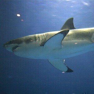 Gas chromatography-mass spectrometry used to protect sharks