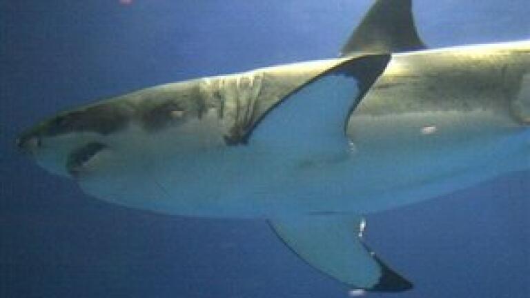 Gas chromatography-mass spectrometry used to protect sharks