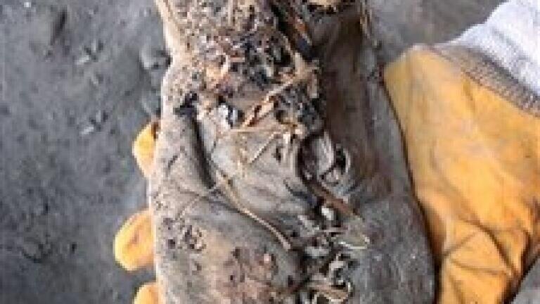 Analytical chemistry dates leather shoe as oldest ever