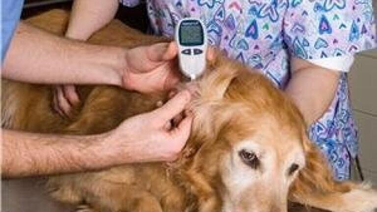 High performance liquid chromatography detects contaminants in dog mammary tumours