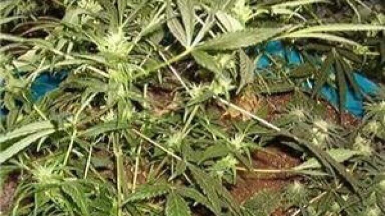 Market demands drug detection for herbal highs