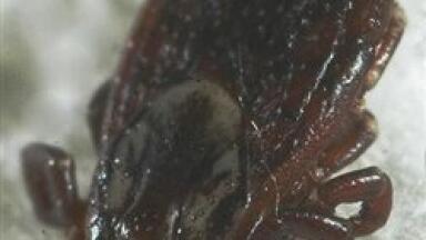 Quantitative analysis of ticks looks into pathogen transmission