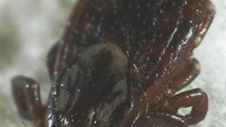 Quantitative analysis of ticks looks into pathogen transmission