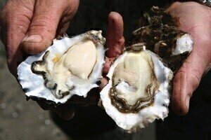 GC reveals Gulf shellfish to be free of harmful trace elements