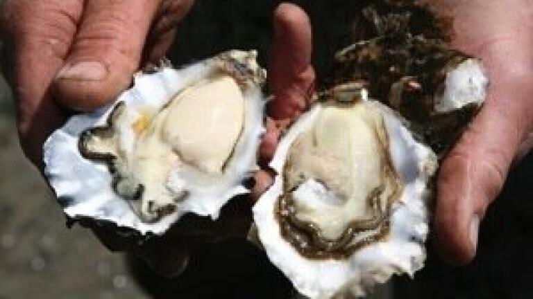 GC reveals Gulf shellfish to be free of harmful trace elements