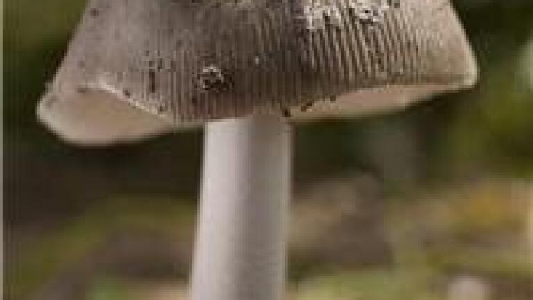 GC-MS used to study volatile compounds in fungi