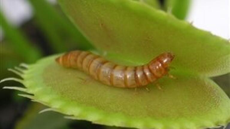 Quantitative analysis of silkworm proteins shows effects of metamorphosis