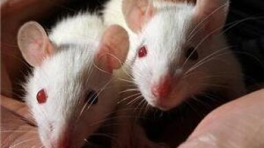 HPLC looks into diabetic cardiomyopathy in mice