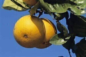 Quantitative analysis of citrus compounds detects cancer inhibition