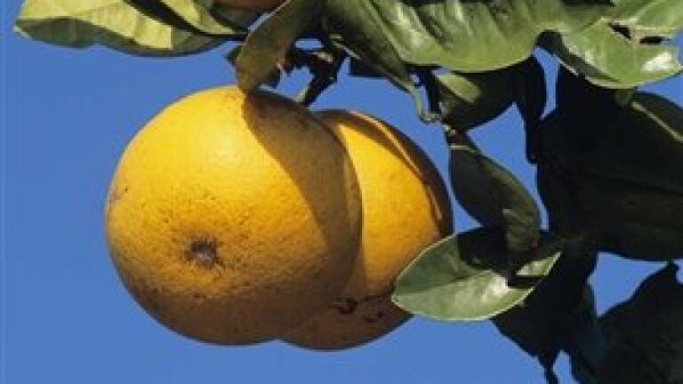 Quantitative analysis of citrus compounds detects cancer inhibition