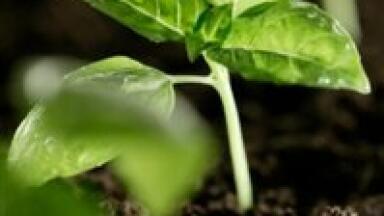 Quantitative analysis details seedlings' response to tilting