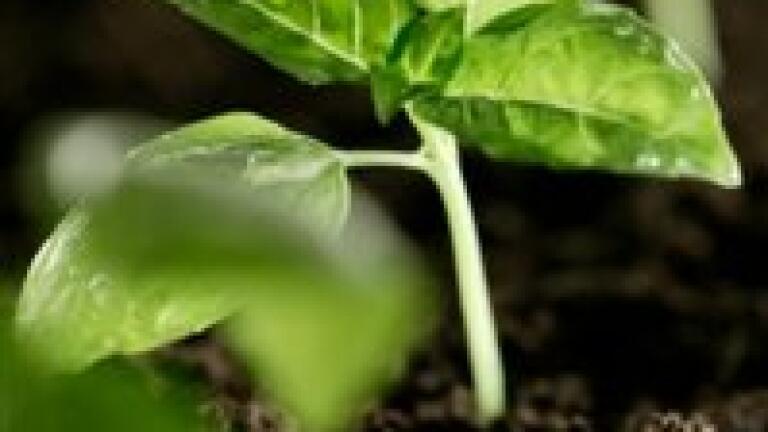 Quantitative analysis details seedlings' response to tilting