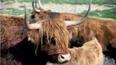 HPLC used to examine antibiotics in cows