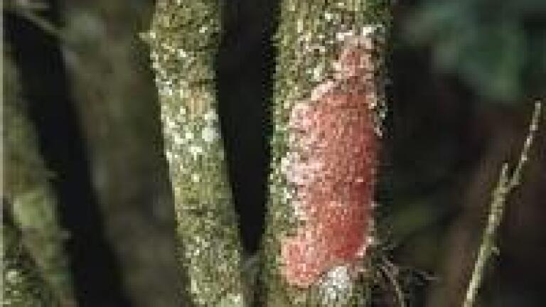 HPLC used in isolating antifungal compounds from S terebinthifolius