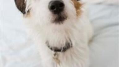 Canine and human tumours 'share features' in analytical chemistry findings